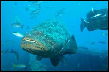 Dolphin Sun Charters | South Florida | Best Scuba Diving | Gulf Stream Ledge