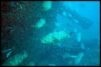 Dolphin Sun Charters | South Florida | Best Scuba Diving | Horse Shoe Reef