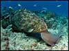 Dolphin Sun Charters | South Florida | Best Scuba Diving | Groupers and Nurse Sharks diving with Dolphin Sun Dive Charters